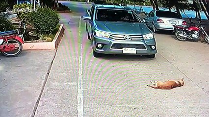 Lazy dog refuses to move from the middle of the road and has to be carried away