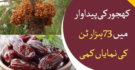 Pakistan’s date production falls around 73000 tons