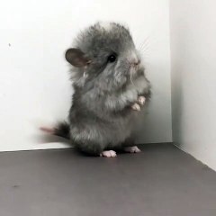 Ce chinchilla est tout simplement à croquer. Trop beau !