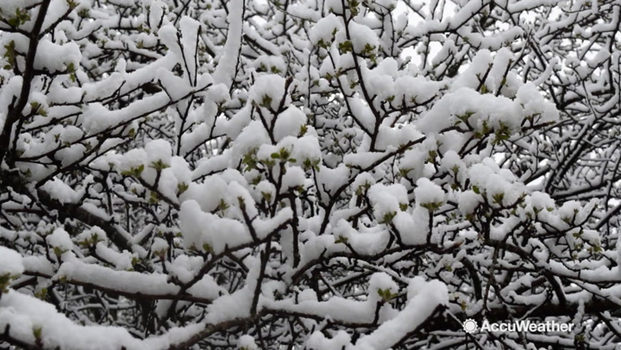 Late season snow blankets Vermont