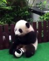 Quand un Panda joue avec un jouet panda. Adorable !