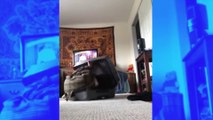 Effrayant : un chat défigure sa maîtresse alors qu’elle essayait de se cacher dans une valise