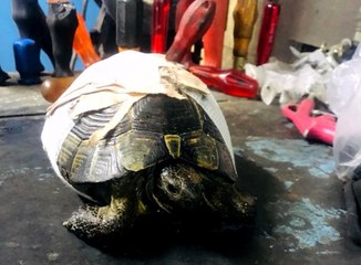 Kaplumbağayı Kaportacıda Hayata Döndürdüler