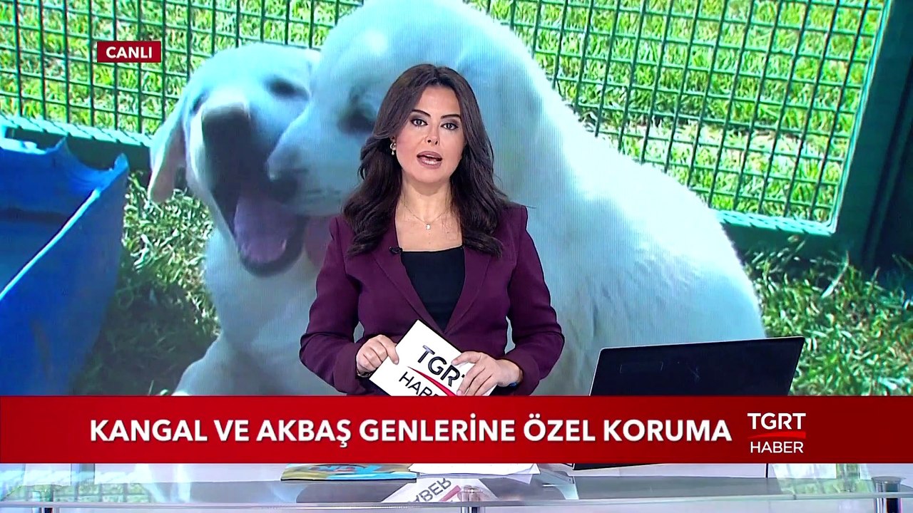 Kangal ve Akbaş Genlerine Özel Koruma