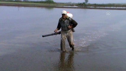 Manyas'da çeltik ekimi başladı - BALIKESİR