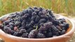 Mulberry Picking in My Village - Mubashir Saddique - Village Food Secrets