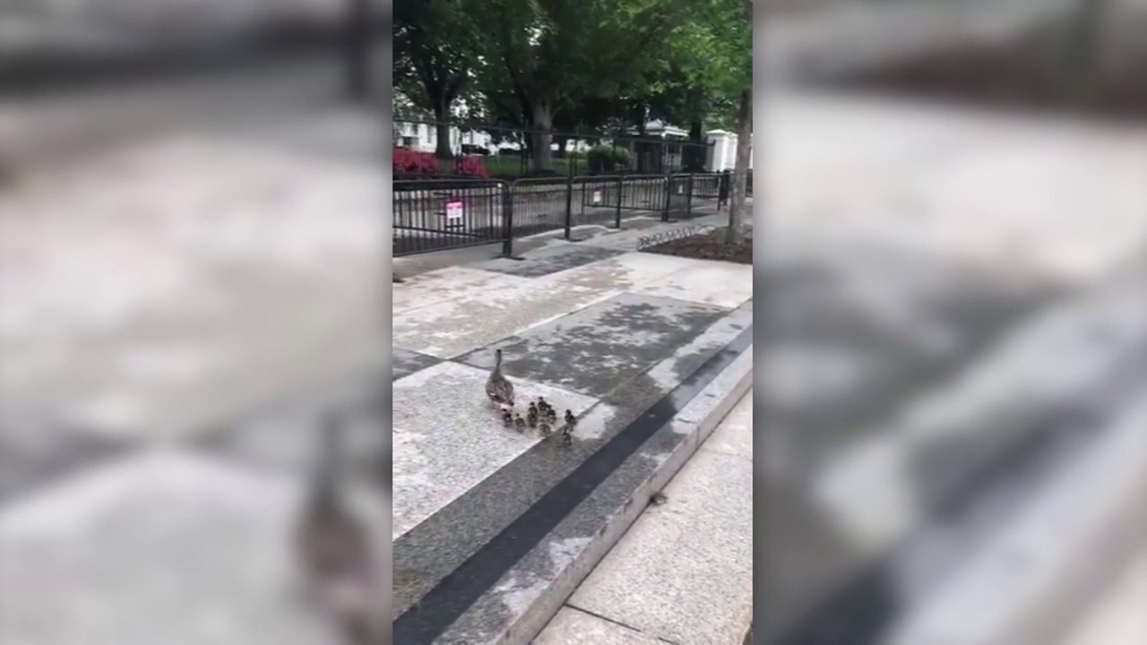 À Washington, une cane et ses canetons s'infiltrent... dans le jardin de la Maison Blanche