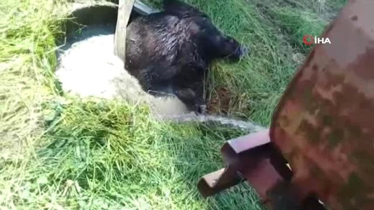 Su Kuyusuna Düşen Yaban Domuzunu İtfaiye Ekipleri Kurtardı