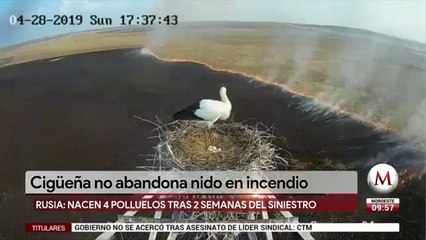 Cigüeña no abandona nido pese a incendio