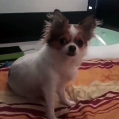 Ce chien est un vrai thug. Regardez ce qu'il fait !