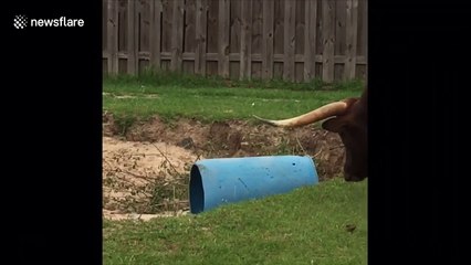 'Get off my Jeep!' Cheeky goat kids play on roof of Texas man's car