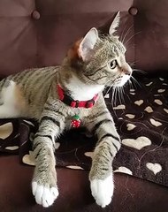 Cette chatte est étonnamment élégante. Magnifique !