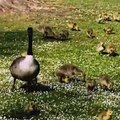 Admirez ces adorables petits canards qui se dandinent dans un jardin public !