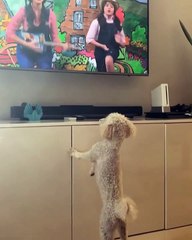 Quand un Maltipoo aime beaucoup regarder la télé. Trop chou !