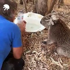 Un koala boit de l'eau de la main d'un homme. Trop cute !