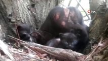 Yavru Kediler Söğüt Ağacında Mahsur Kaldı