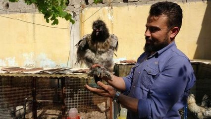 Süs Tavuğu ve Horozu Merakı Gelir Getirmeye Başladı