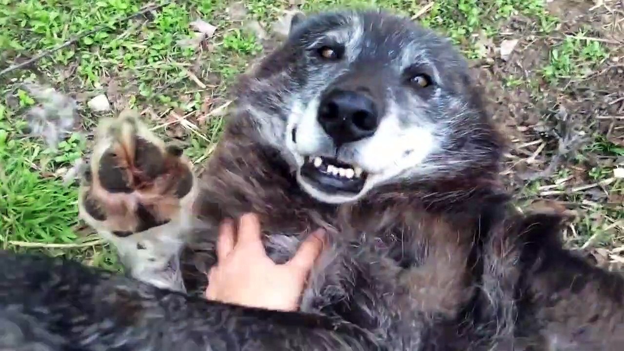 Quand on lui fait des calins, ce loup se transforme en nounours... Adorable