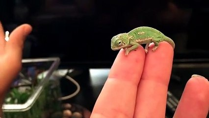 Ce bébé caméléon de 1 jour est adorable