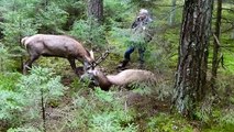 Ces hommes sauvent 2 cerfs coincés l'un dans l'autre à bout de force