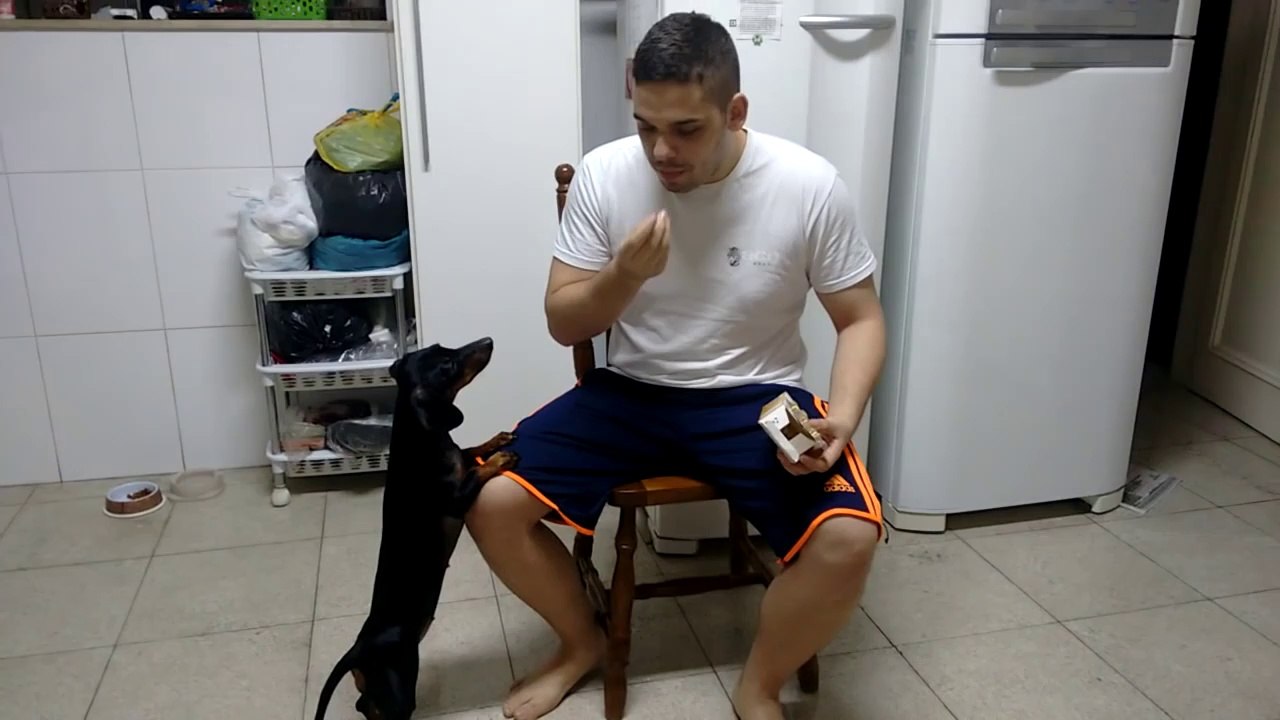 Il nous montre comment faire prendre ses médicaments à son chien! Technique fourbe efficace