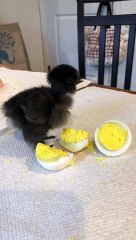 Baby Bird Munches on Hard-Boiled Egg