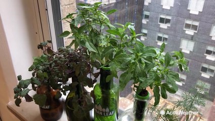 Eco-friendly hydroponic farms help people grow their own food