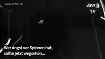 Katapult-Spinne schleudert sich selbst auf ihre Beute