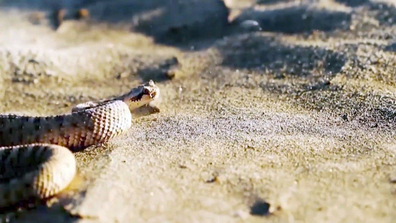 Amazing Sidewinder snake hunting lizard From Under The Sand