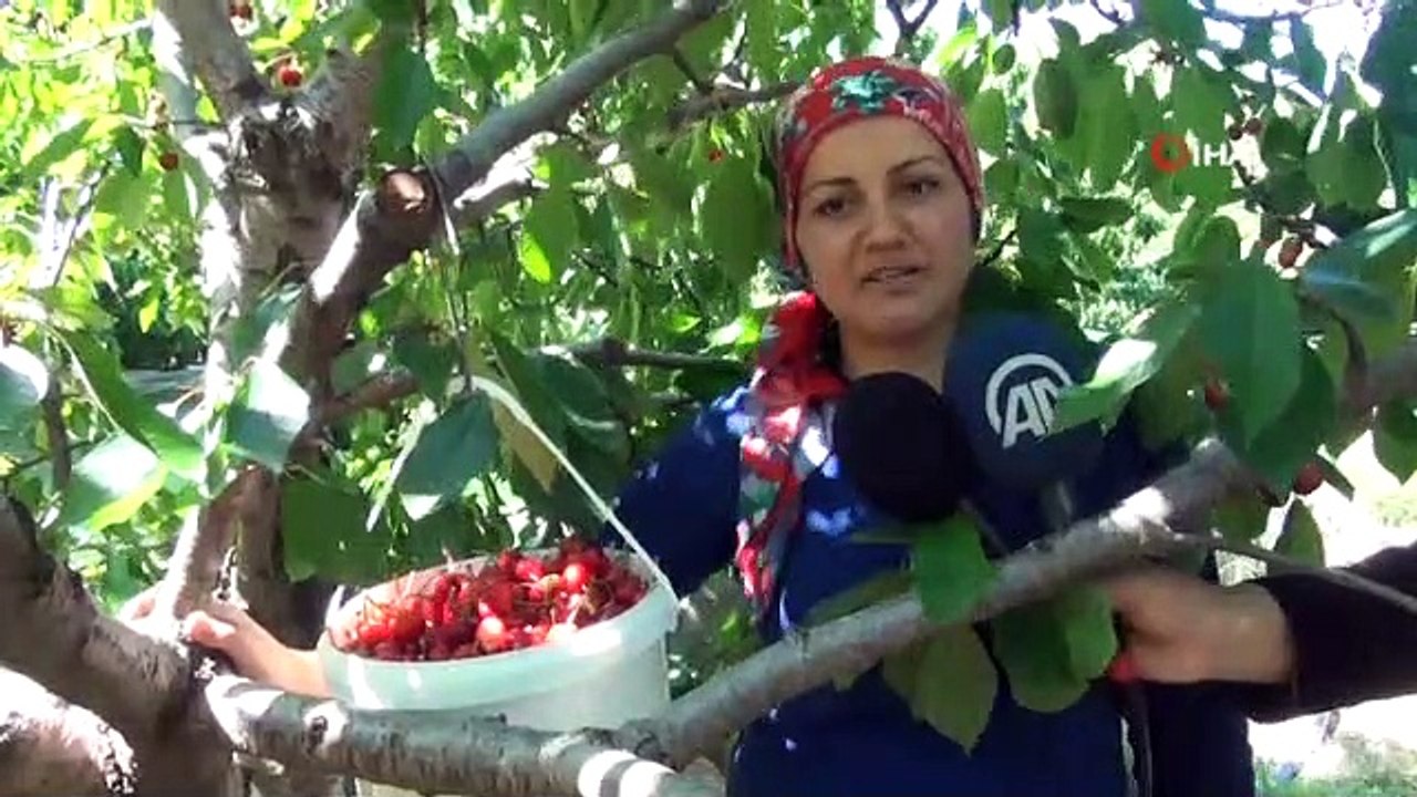 Dalları bastı kiraz