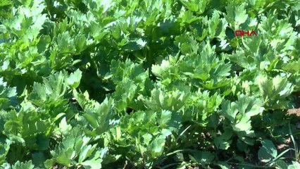 Antalya Zayıflattığı Söylenen Kereviz Sapına Yoğun Talep