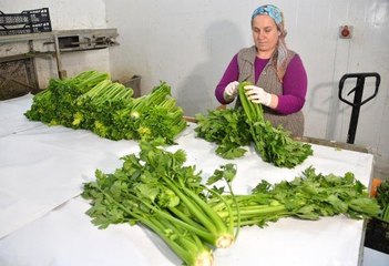 Zayıflattığı Anlaşılan Kereviz Sapına İlgi Günden Güne Artıyor
