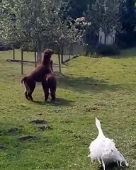 Une oie fait la loi avec deux alpagas