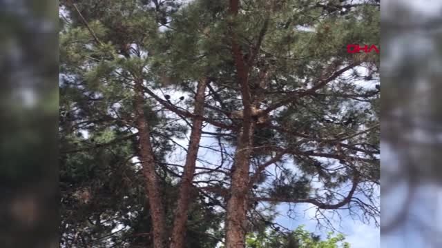 Gaziantep Ağaçta Mahsur Kalan Kediyi İtfaiye Kurtardı