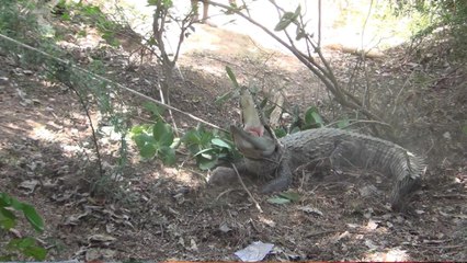 VIDEO: हाईवे पर 10 फीट के मगरमच्छ को देख लोगों की बंध गई घिघ्घी, काबू करते थकी रेस्क्यू टीम