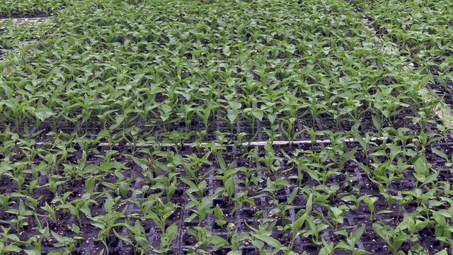 Bilecik'ten 40 ülkeye hibrit tohum gönderiyorlar - BİLECİK