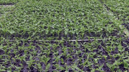 Bilecik'ten 40 ülkeye hibrit tohum gönderiyorlar - BİLECİK