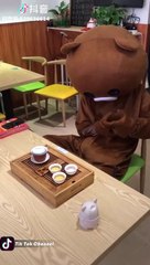 Funny Brown Bear Musically TikTok Compilation 2019