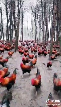 Une armée de poulets passe à l'attaque !