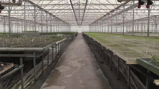 Bilecik'ten 40 Ülkeye Hibrit Tohum Gönderiyorlar - Bilecik