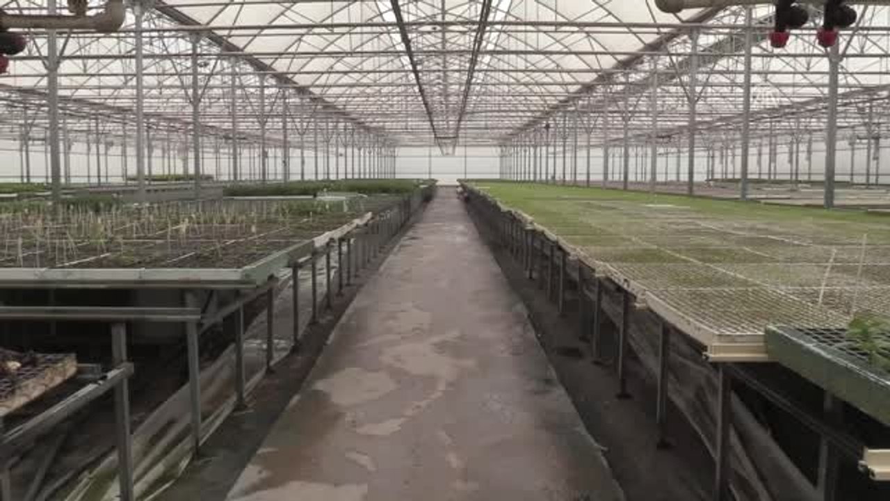 Bilecik'ten 40 Ülkeye Hibrit Tohum Gönderiyorlar - Bilecik