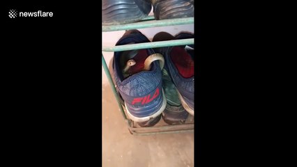 Careful where you step! Indian man finds cobra curled up inside his shoe