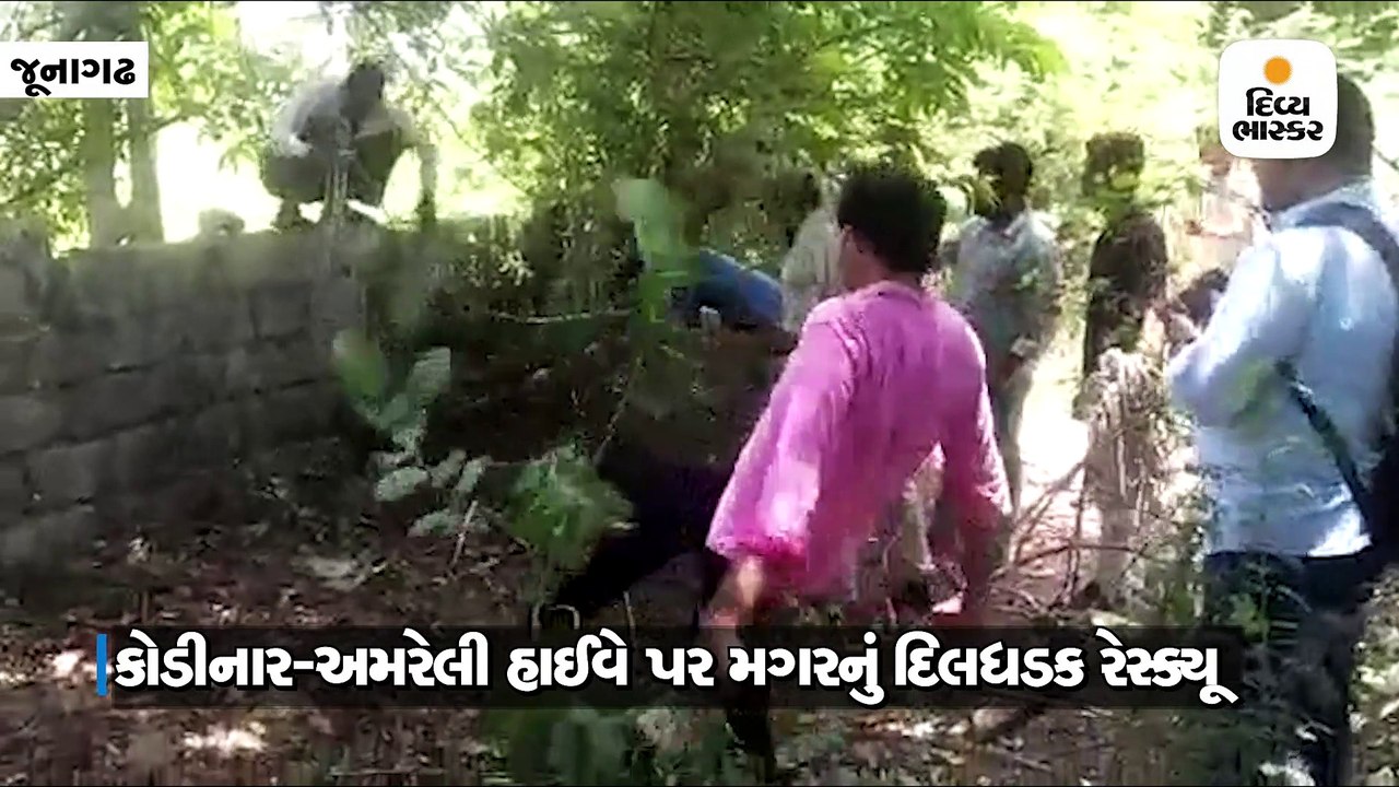 કોડીનાર-અમરેલી હાઇવે પર 10 ફૂટની મગર આવી ચઢી, દિલધડક રેસ્ક્યૂ કરાયું