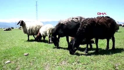 Muş Çobanların Ramazan'da Zorlu Mesaisi