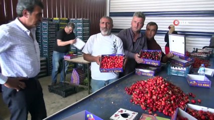 Manisa'da İhracatlık Kiraz Hasadı Başladı