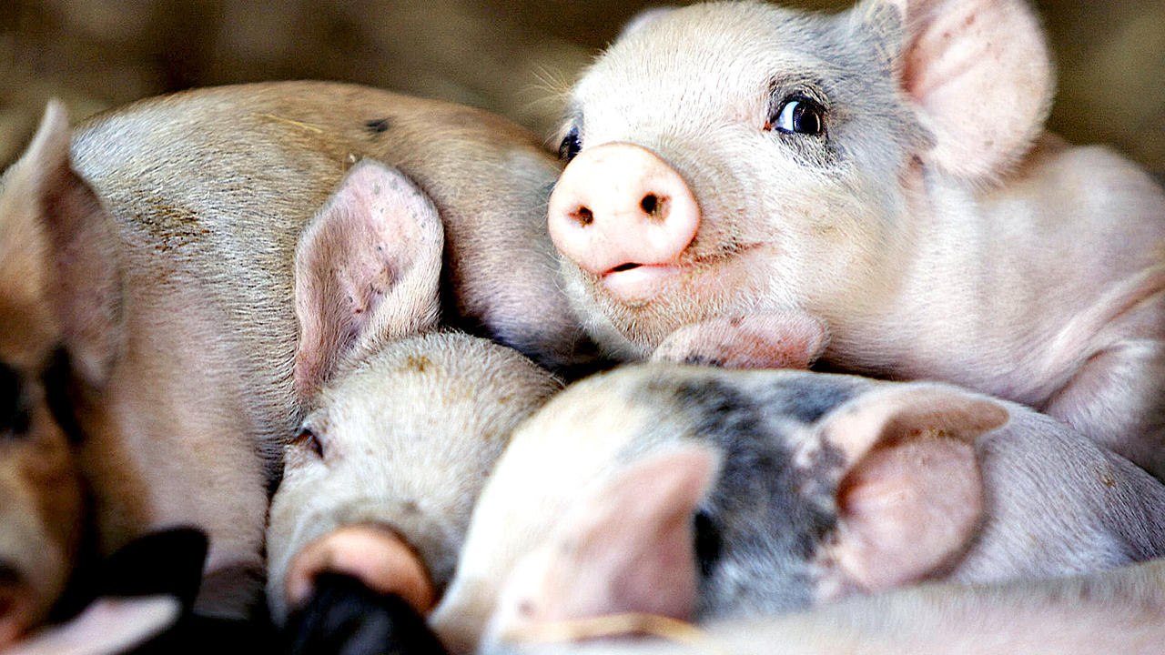 Unsere große kleine Farm - Trailer (Deutsch) HD