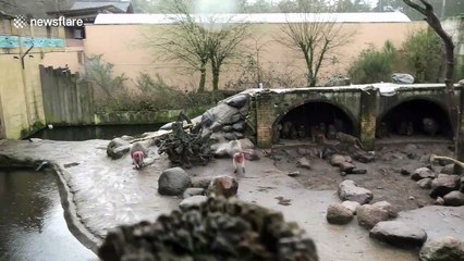 That spot is mine! Baboons chase each other to get best cover from the rain