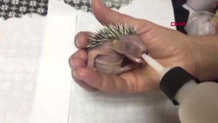 Muğla Yavru Kirpiler İçin Seferberlik