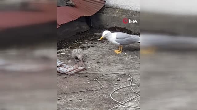 Yavru Martının İmdadına İtfaiye Yetişti