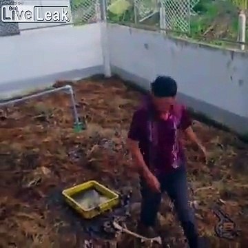 Ferme d'élevage de serpents en chine - des milliers de reptiles dans une pièce !